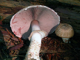Agaricus haemorrhoidarius: Cut gills “bleed” red, a substantial ring is on the stalk and a young partly opened cap is at the right.